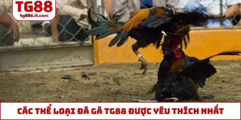 Các thể loại đá gà TG88 được yêu thích nhất