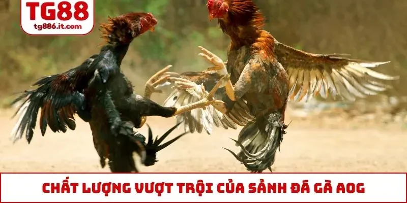 Chất lượng vượt trội của sảnh đá gà AOG