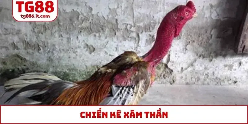 chiến kê Xám Thần