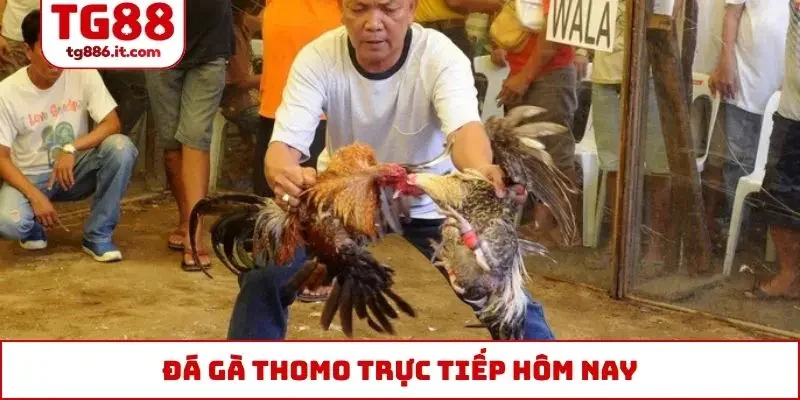 đá gà Thomo trực tiếp hôm nay