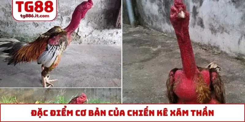 Đặc điểm cơ bản của chiến kê Xám Thần