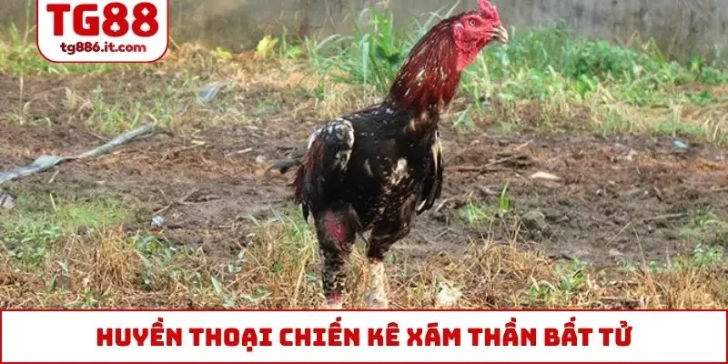 Huyền thoại chiến kê Xám Thần bất tử