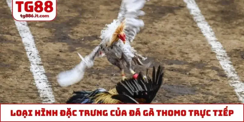 Loại hình đặc trưng của đá gà Thomo trực tiếp hôm nay
