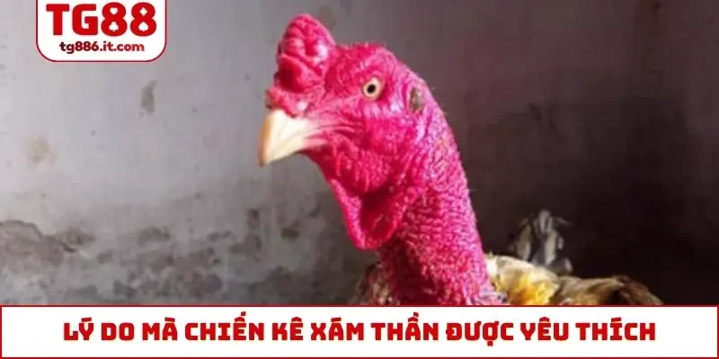 Lý do mà chiến kê Xám Thần được nhiều người yêu thích