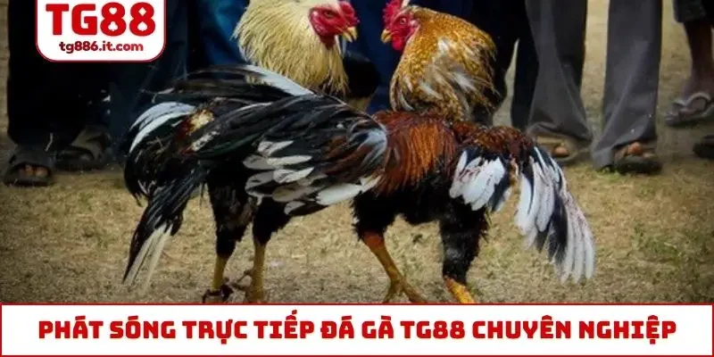 Phát sóng trực tiếp đá gà TG88 chuyên nghiệp