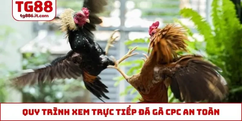 Quy trình xem trực tiếp đá gà CPC an toàn, bảo mật tốt