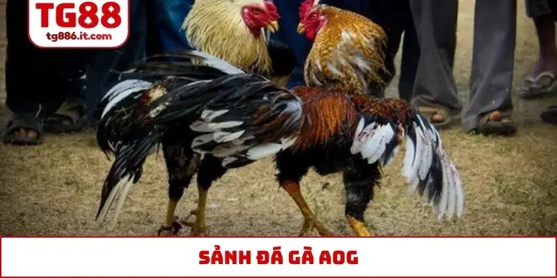 sảnh đá gà AOG