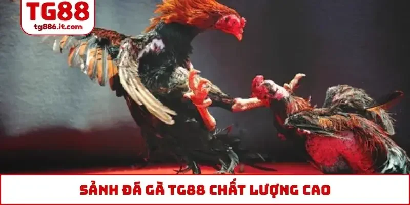 Sảnh đá gà TG88 chất lượng cao