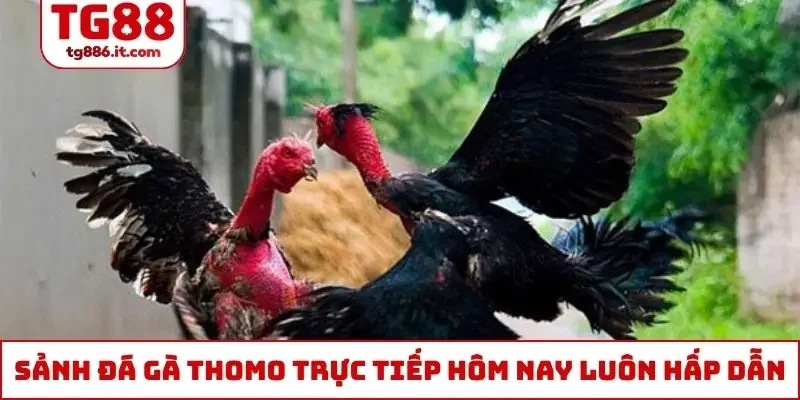 Sảnh đá gà Thomo trực tiếp hôm nay luôn hấp dẫn