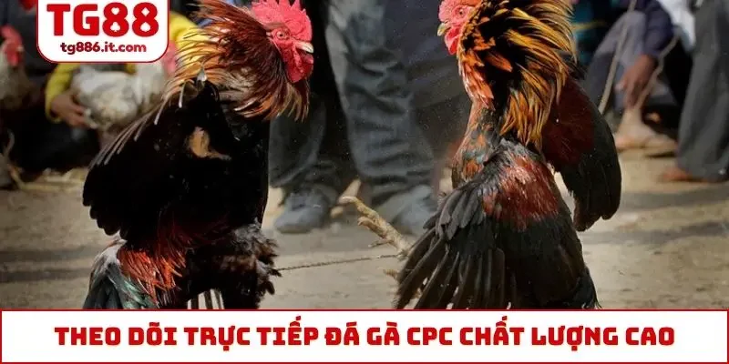 Theo dõi trực tiếp đá gà CPC chất lượng cao