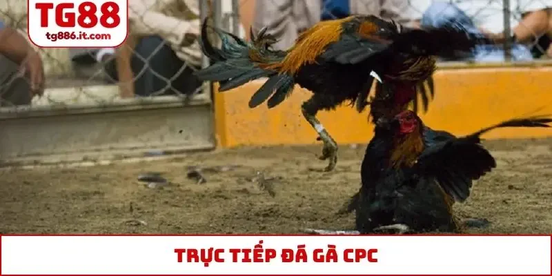 trực tiếp đá gà CPC