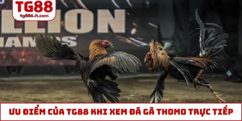 Ưu điểm của TG88 khi xem đá gà Thomo trực tiếp hôm nay