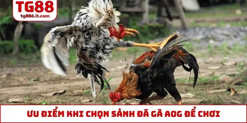Ưu điểm khi chọn sảnh đá gà AOG để chơi